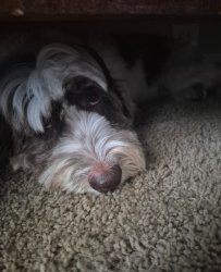 POV: you are single Meme Template