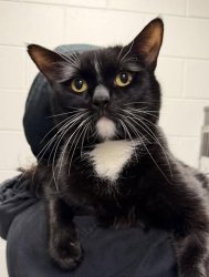 Brimley Cat Meme Template