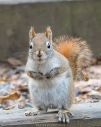 Squirrel Meme Template