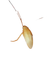 Cockroach Meme Template