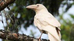 White raven Meme Template