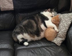 big cat snuggles Meme Template