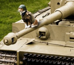 War Cat Meme Template