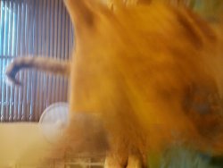 Mango the cat running Meme Template