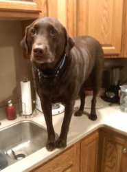 Chrisjoines1 Meme Template