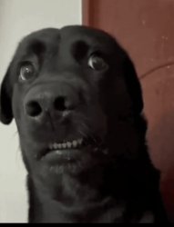 Confused dog Meme Template