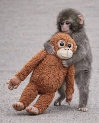 Punch the monkey Meme Template