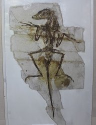 Confused Sinornithosaurus Meme Template