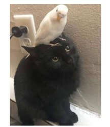 parrot on cat Meme Template