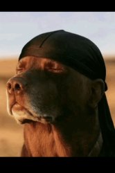 Durag dog Meme Template