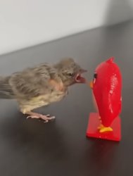 angrybird ragebait Meme Template