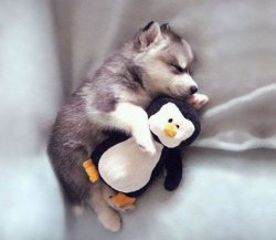 Puppy Cuddling Penguin Meme Template