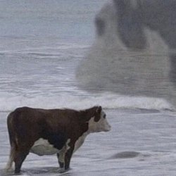 Contemplative Cow in surf Meme Template