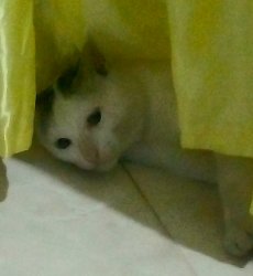 I'm an original cat, yoo Meme Template