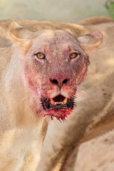 Bloody mouth lioness Meme Template