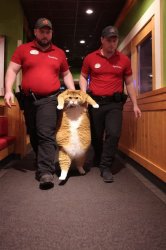 Chrisjoines1 Meme Template