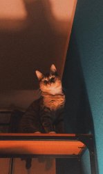 Jeff stare down Meme Template