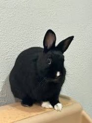 bunny rare Meme Template
