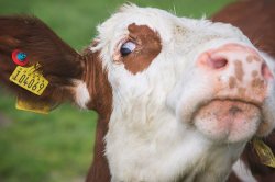 Suspicious Cow Meme Template