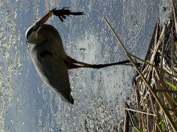 Monday Meme Template