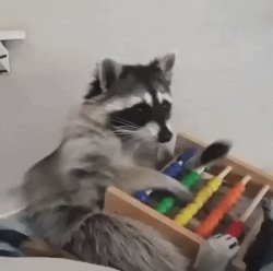 racoon counting Meme Template