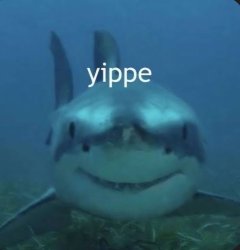 Shark yep Meme Template