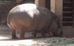 Hippo Spray Meme Template