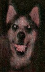 Smile Dog Meme Template