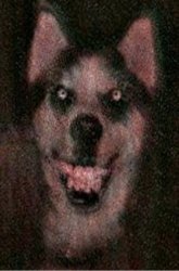 Smile dog creepypasta Meme Template