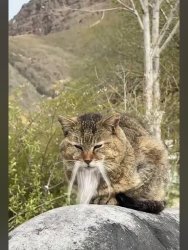 Grandmaster Mi-au Pau Meme Template