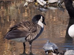 Goose with pet turtle Meme Template