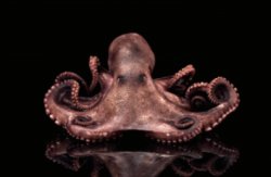 The Octopus Meme Template