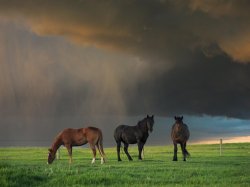 horses in storm Meme Template