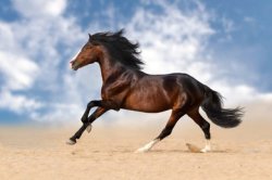 horse running Meme Template