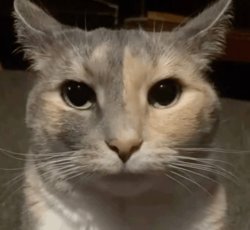 Serious cat Meme Template