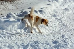 dog pee Meme Template