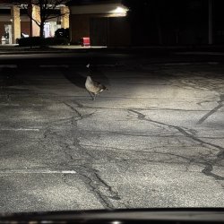 ::music intensifies:: Meme Template