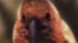 Birb of Inspiration Meme Template