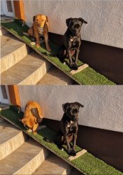 dad joke dogs Meme Template