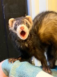 Surprised Ferret Meme Template