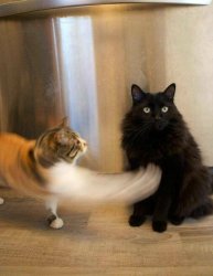 cat slap Meme Template
