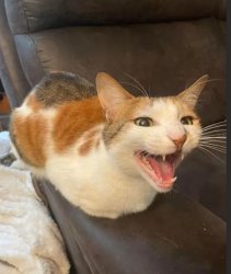 when i get robux Meme Template