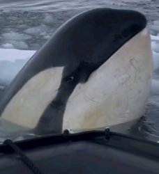 Orca Hello Meme Template