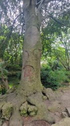 Off brand Deku Tree Meme Template