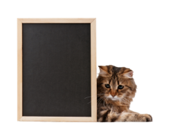 Cat with blackboard Meme Template
