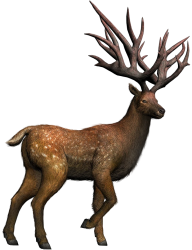 Eucladoceros (JWA Design) Meme Template