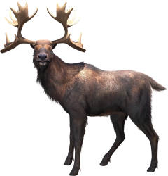 Cervalces gallicus (JWA Design) Meme Template