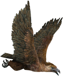 Gen 2 Haast's Eagle Meme Template