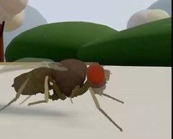 Computer Fly Meme Template