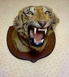 Tiger head by Theobald Bros of Mysore Meme Template